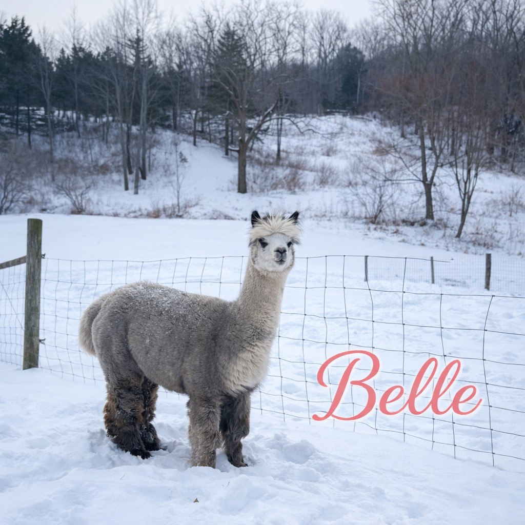 Belle - Open Female at Count Your Blessings Farm