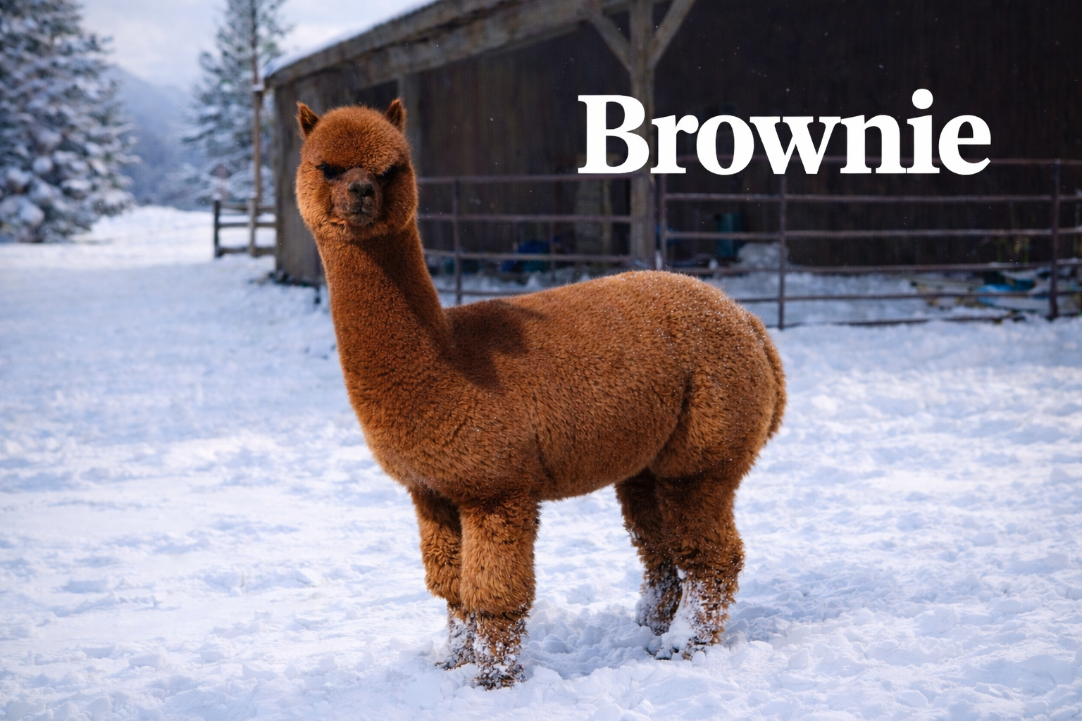 Brownie - Herdsire at Count Your Blessings Farm
