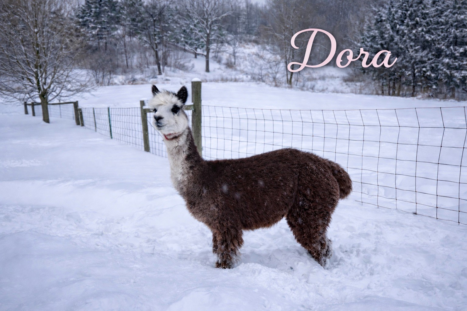 CYB Peruvian Theodora at Count Your Blessings Farm