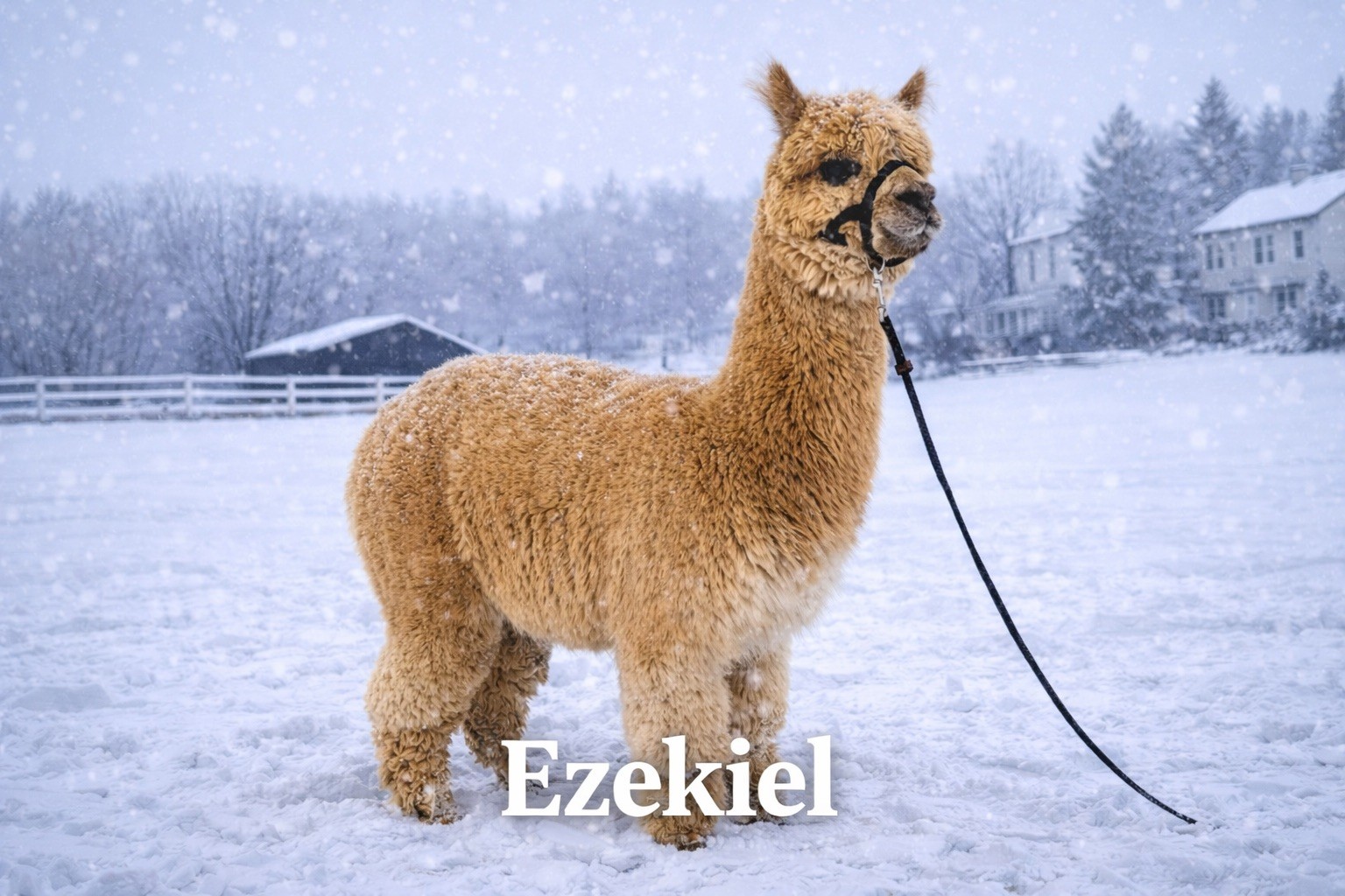 CYB Ezekiel - Medium Fawn Herdsire at Count Your Blessings Farm