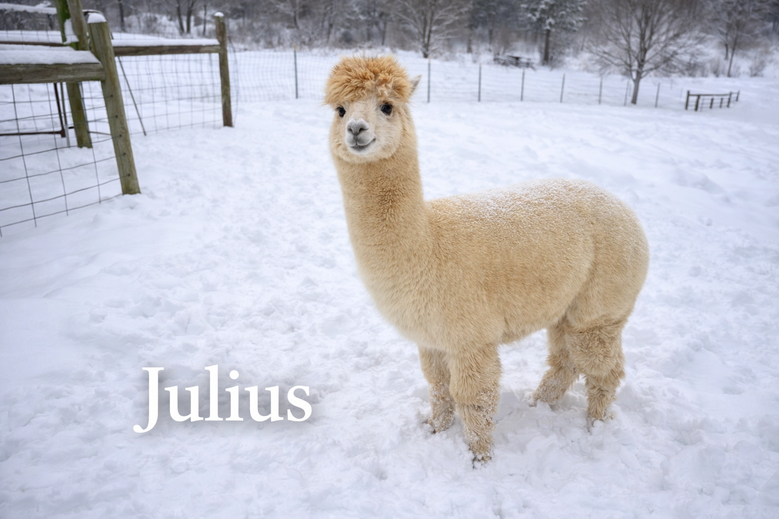 Julius - Young Herdsire at Count Your Blessings Farm