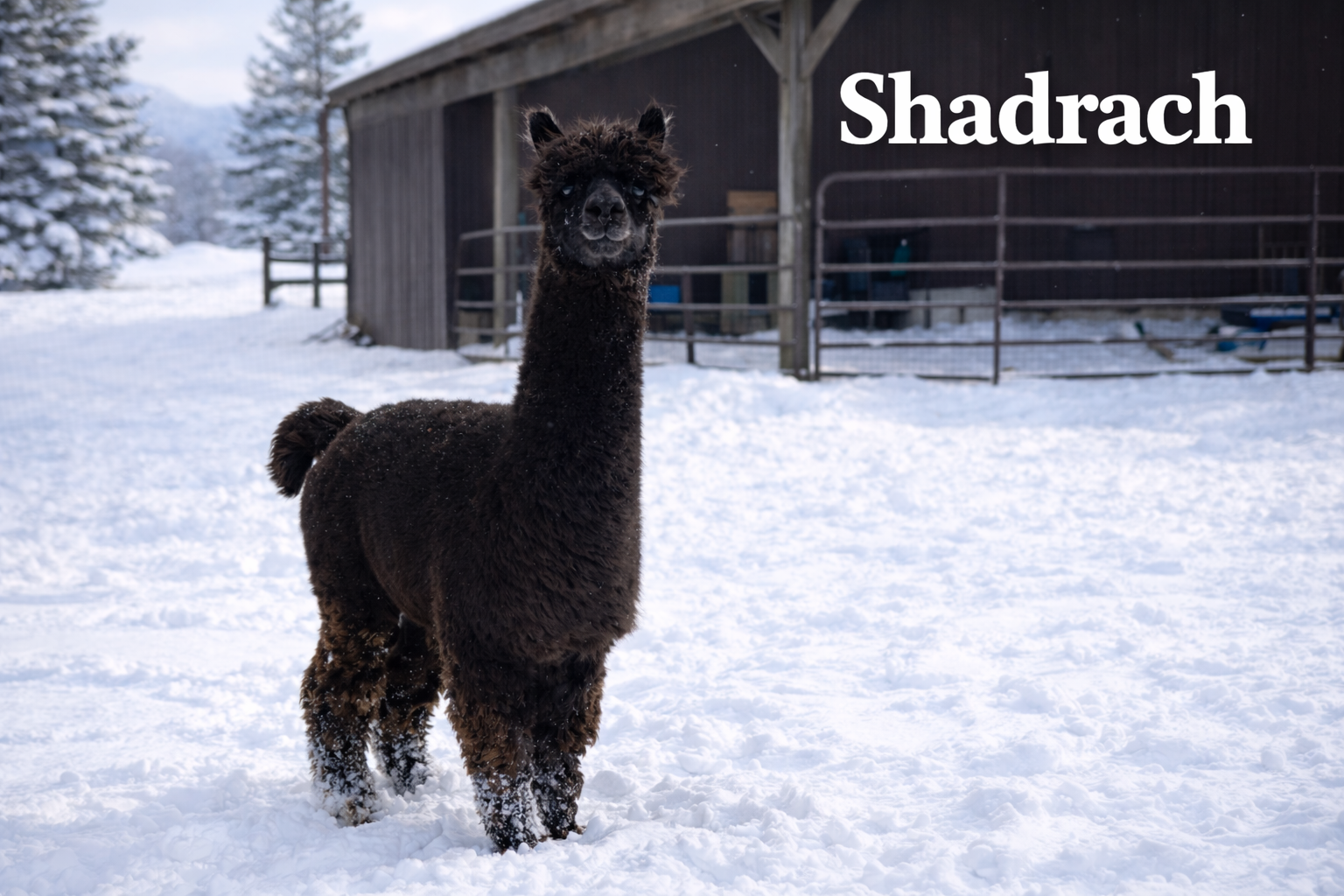 CYB Peruvian Shadrach - Dark Rose Grey Herdsire at Count Your Blessings Farm