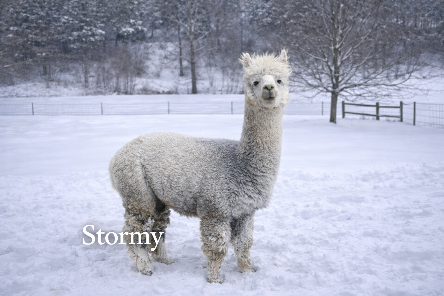 AS Dark Cloud (Stormy) - Light Silver Grey Herdsire at Count Your Blessings Farm