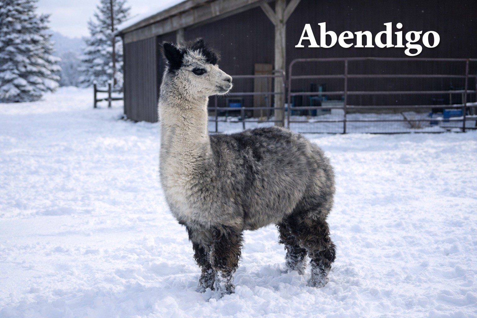 CYB Peruvian Abednego - Dark Silver Grey Male at Count Your Blessings Farm