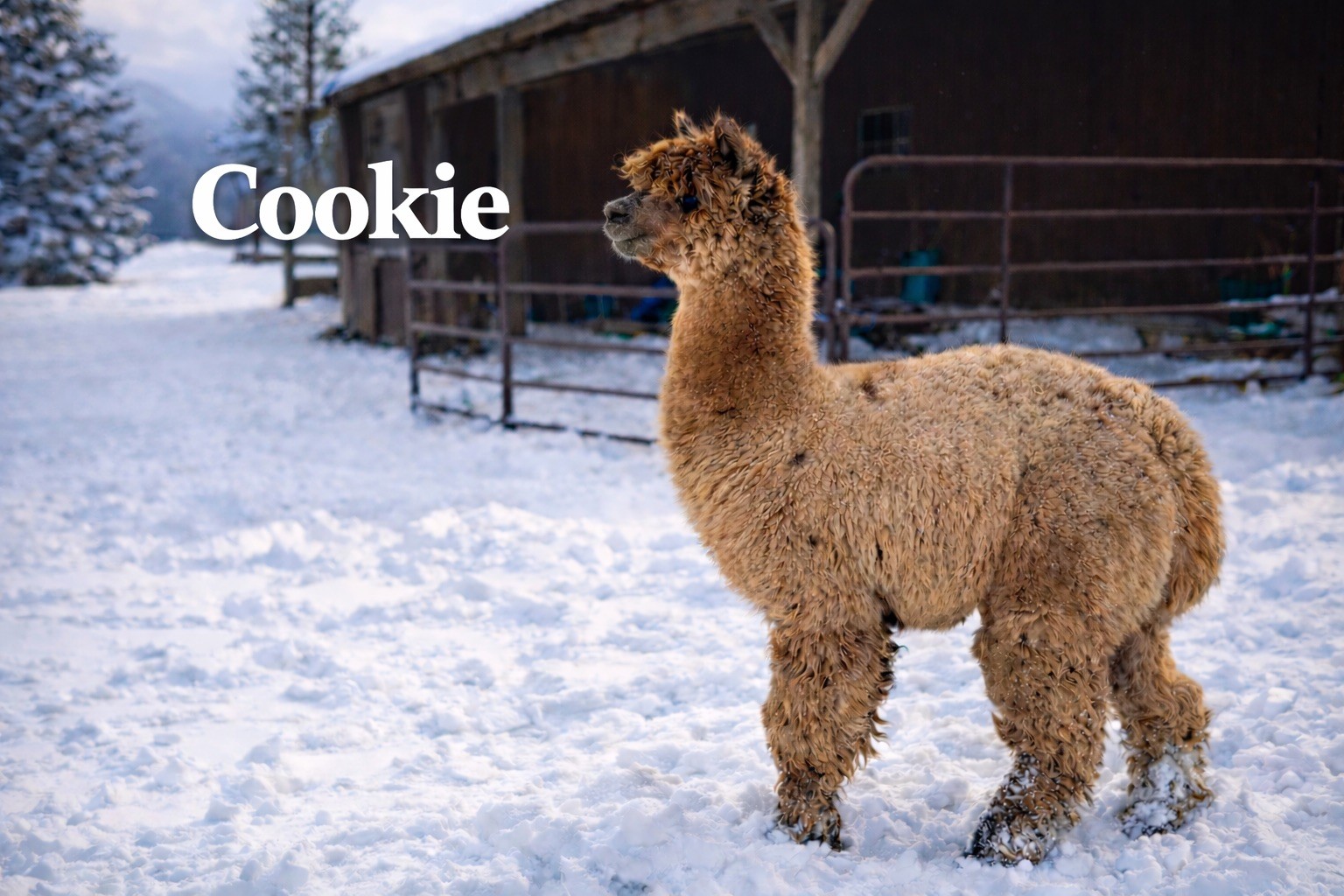Cookie - Herdsire at Count Your Blessings Farm