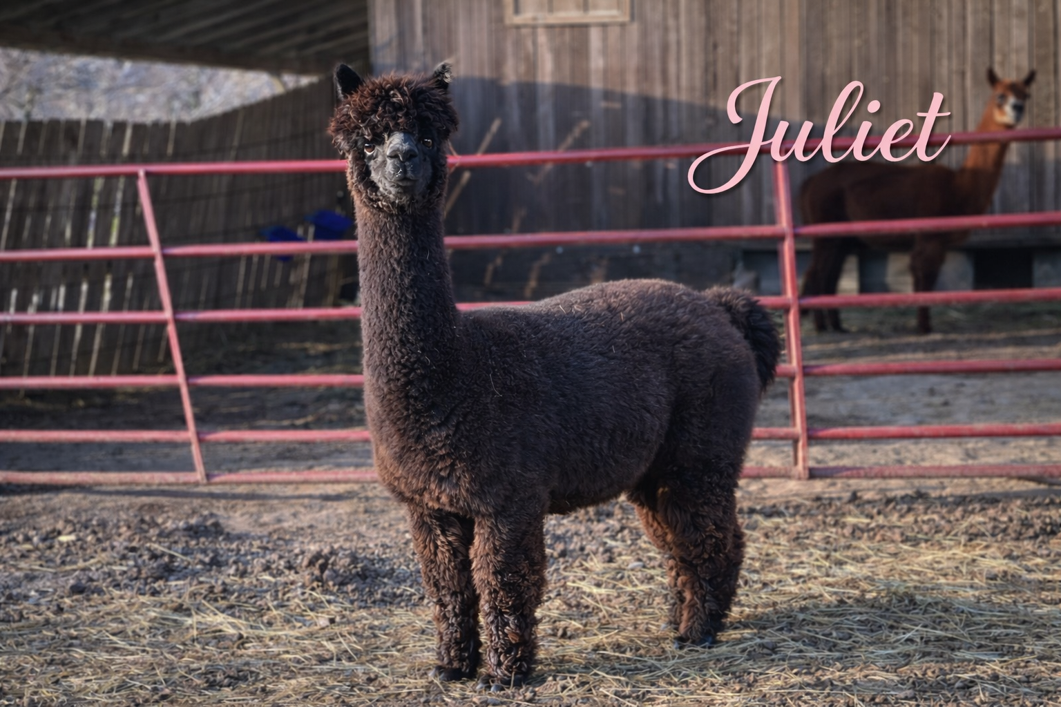 CYB Peruvian Juliette - Bay Black Female at Count Your Blessings Farm